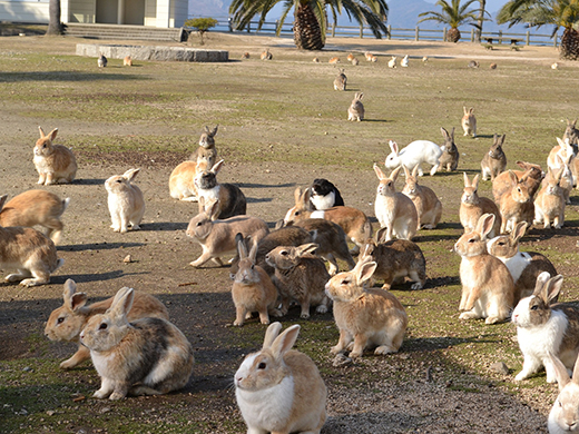 大久野島のうさぎたち