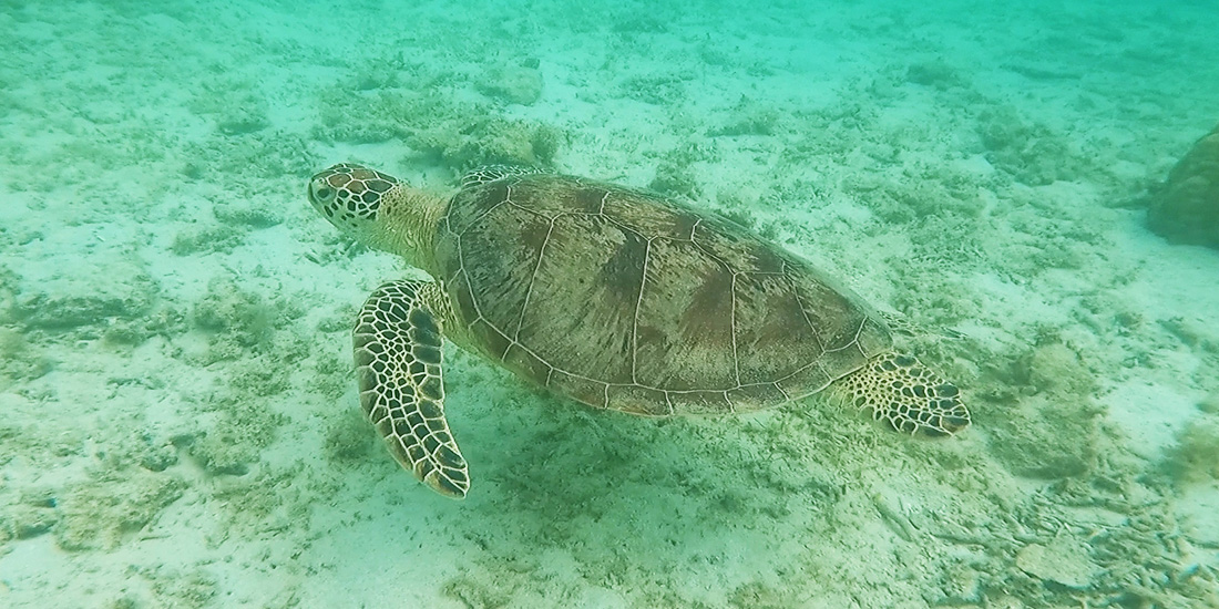「大自然に出会える魅力」世界自然遺産!奄美大島