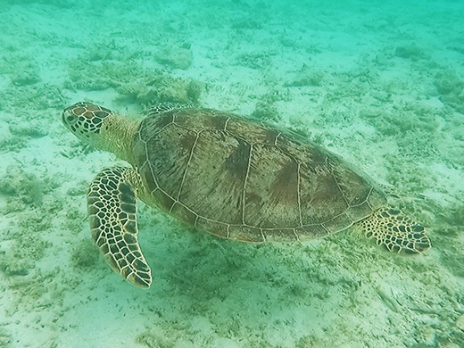 「大自然に出会える魅力」世界自然遺産！奄美大島