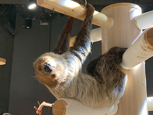 水族館に動物!?