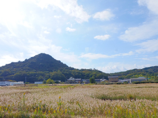 サイクリング中の景色