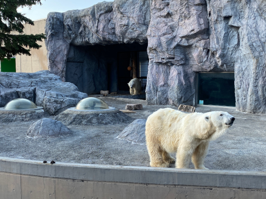 旭山動物園　ほっきょくぐま館