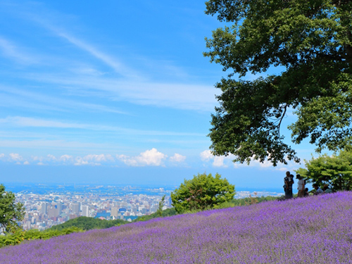 幌見峠ラベンダー園