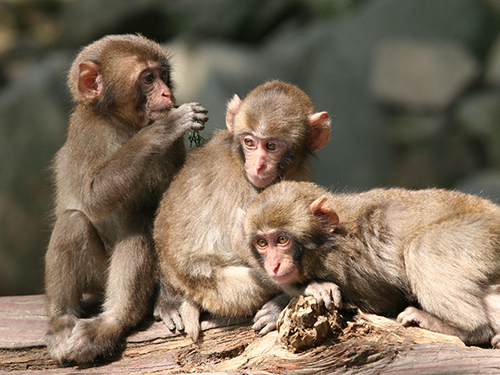 高崎山自然動物園