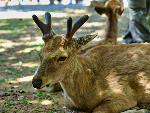 奈良公園