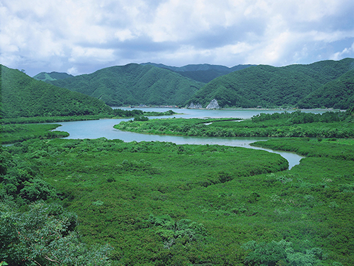 奄美大島、徳之島、沖縄島北部及び西表島