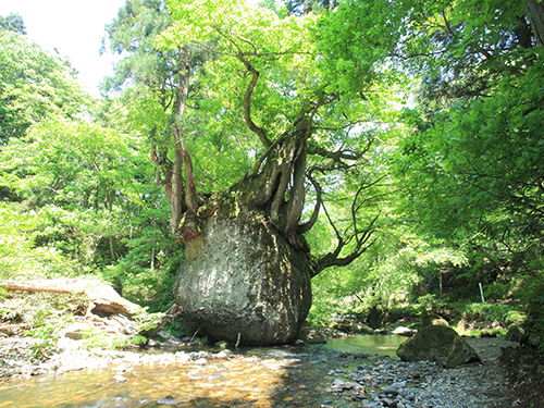 ネコバリ岩