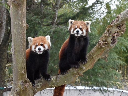 秋田市大森山動物園