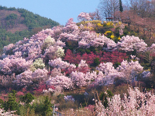 花見山公園