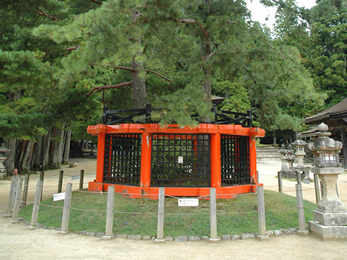 高野山真言宗 総本山金剛峯寺 三鈷の松