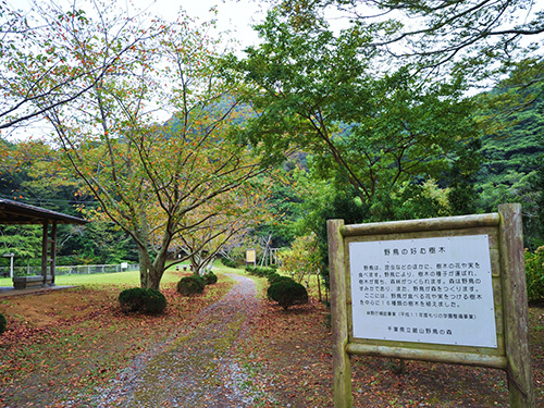 館山野鳥の森