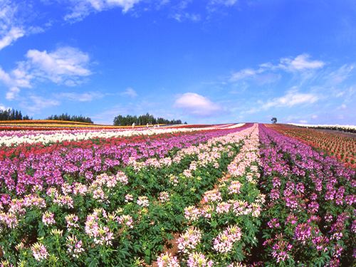 展望花畑 四季彩の丘