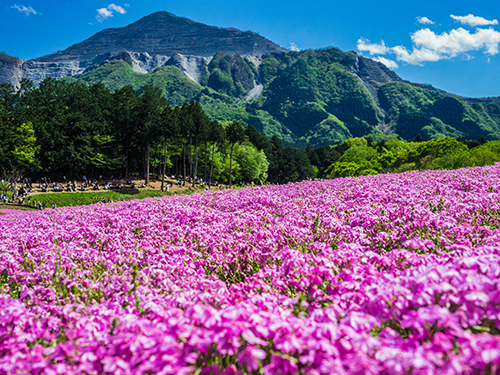 羊山公園の芝桜