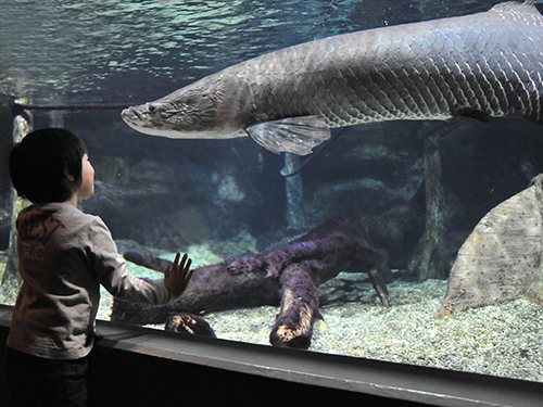 世界淡水魚園水族館 アクア・トト ぎふ