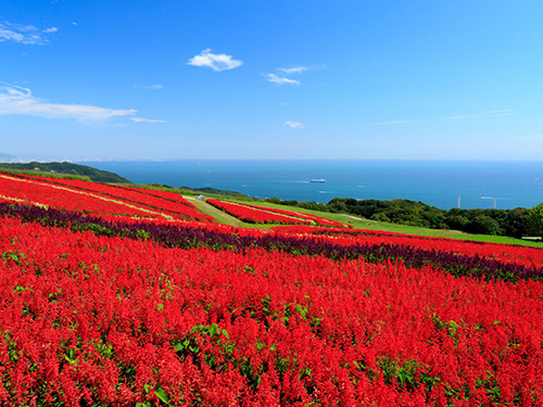 あわじ花さじき