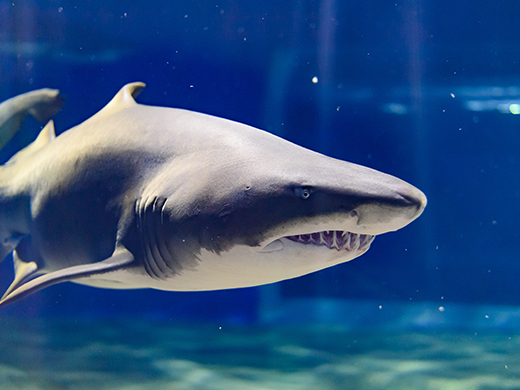 アクアワールド茨城県大洗水族館