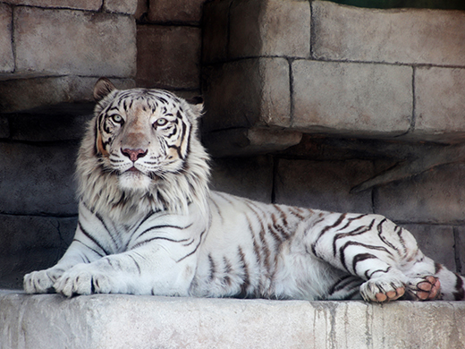 東武動物公園