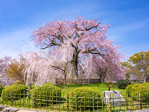 円山公園