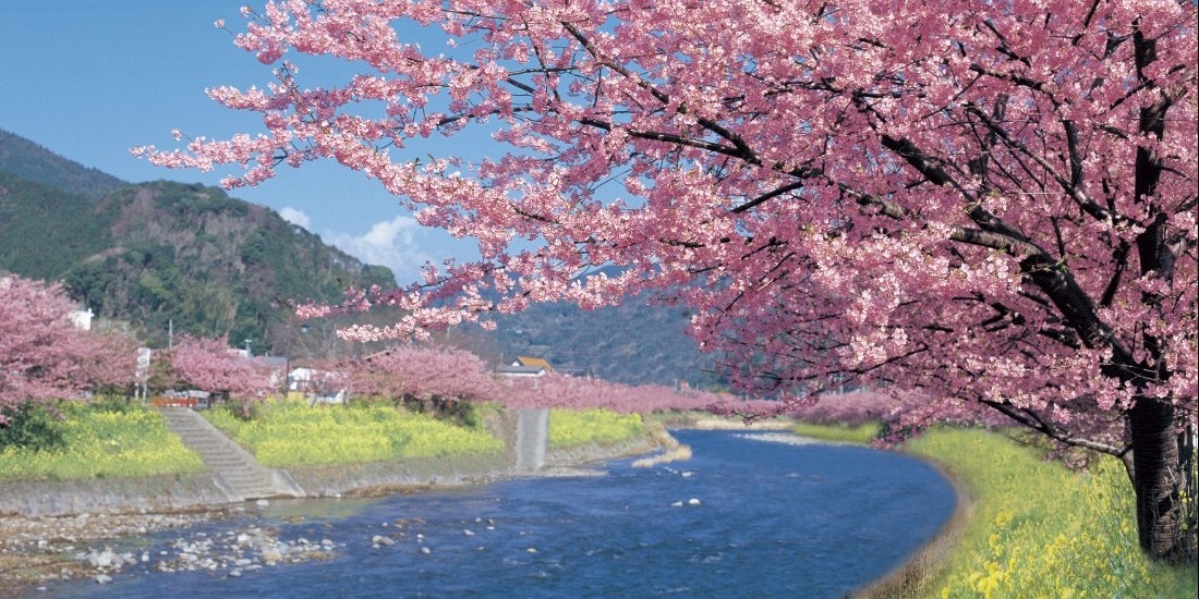 まつり 河津 桜 カワヅザクラ