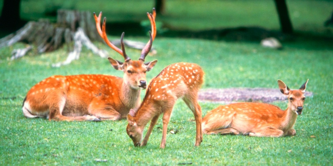 奈良県を楽しもうキャンペーン