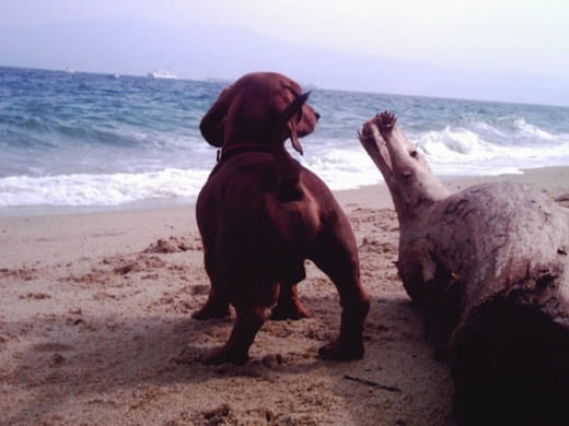 愛犬と海のレジャーを楽しむための注意点