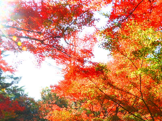 秋旅におすすめの旅行 ツアー特集 22 9月 10月 11月 近畿日本ツーリスト
