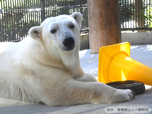 愛媛県立とべ動物園 シロクマのイメージ