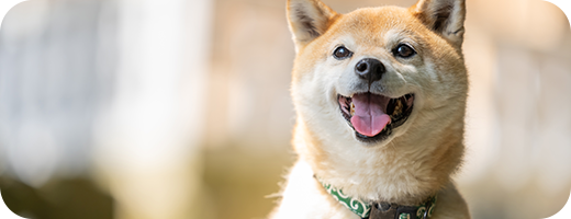 中型犬のイメージ
