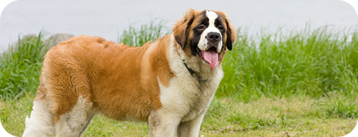 超大型犬のイメージ