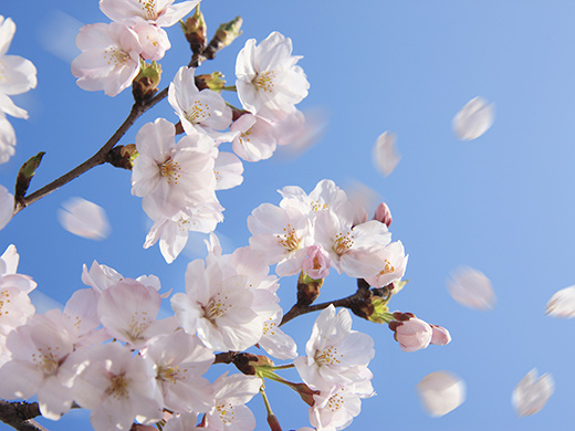 桜の名所 お花見におすすめの旅特集